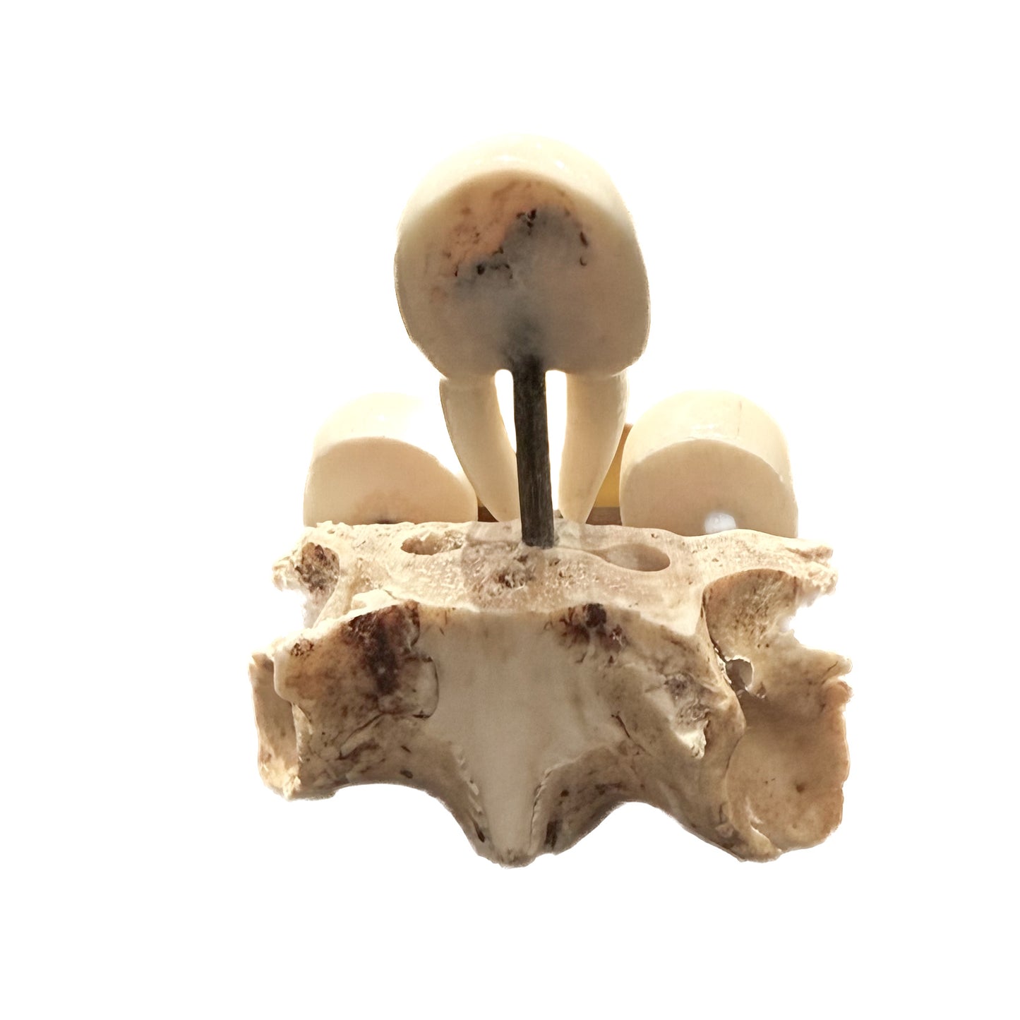 Mark Seeganna Sculpture Ivory Walrus with Two Human Faces