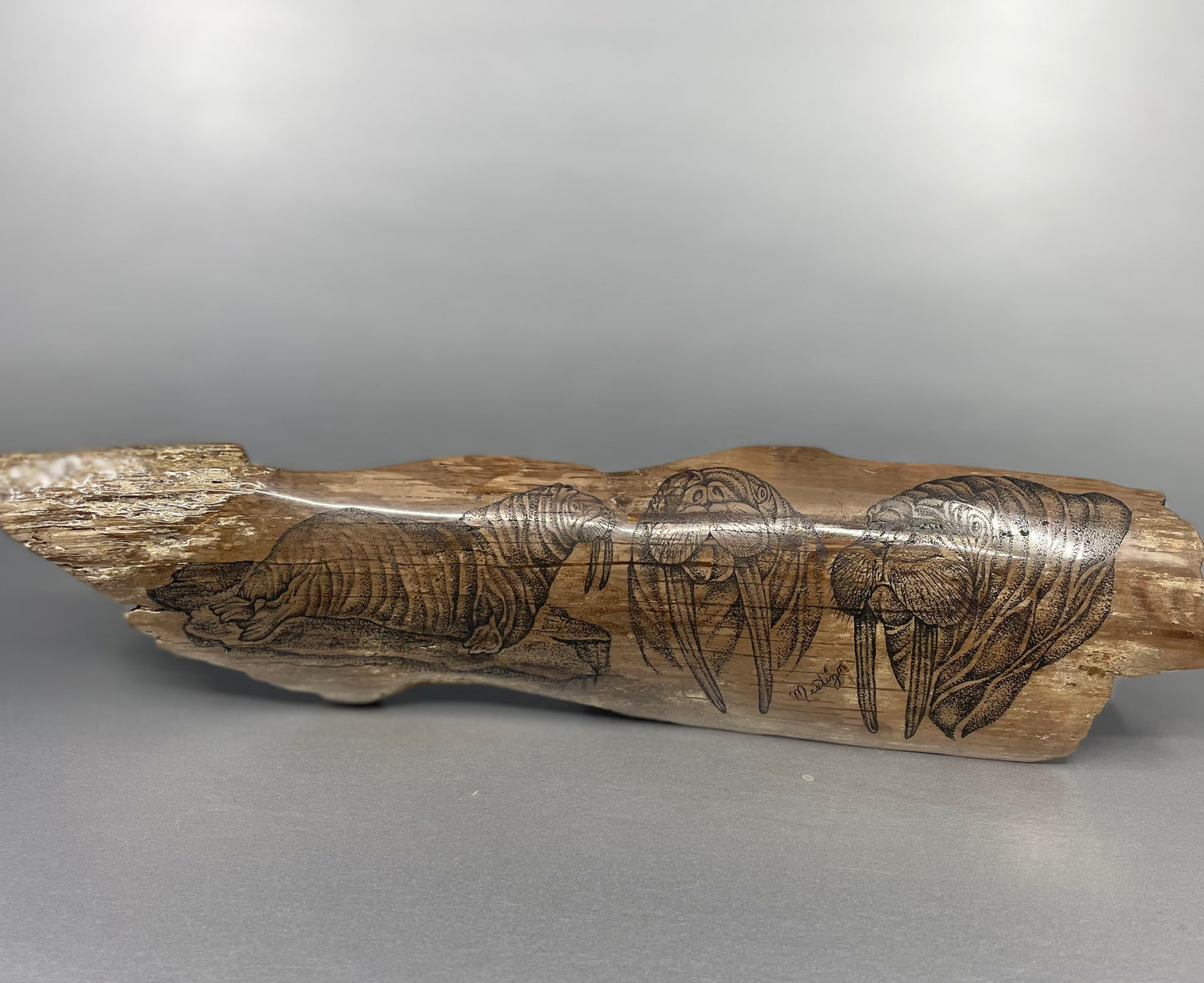 Ivory- Fossilized Walrus Tusk Shard w Scrimshaw Walrus Trio