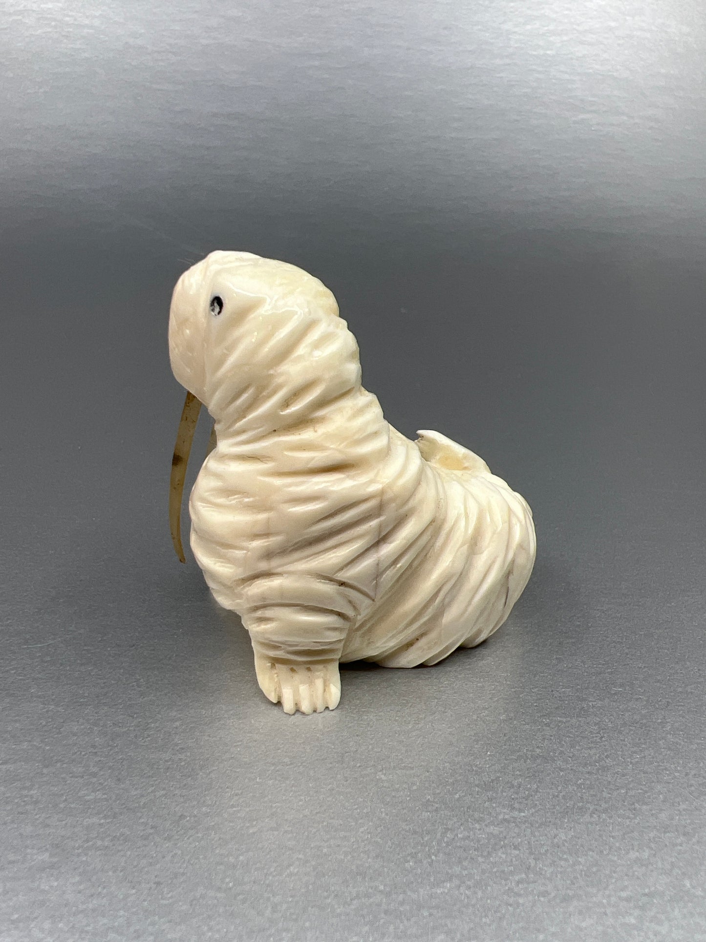 Ivory - D. Pungowiyi; Walrus