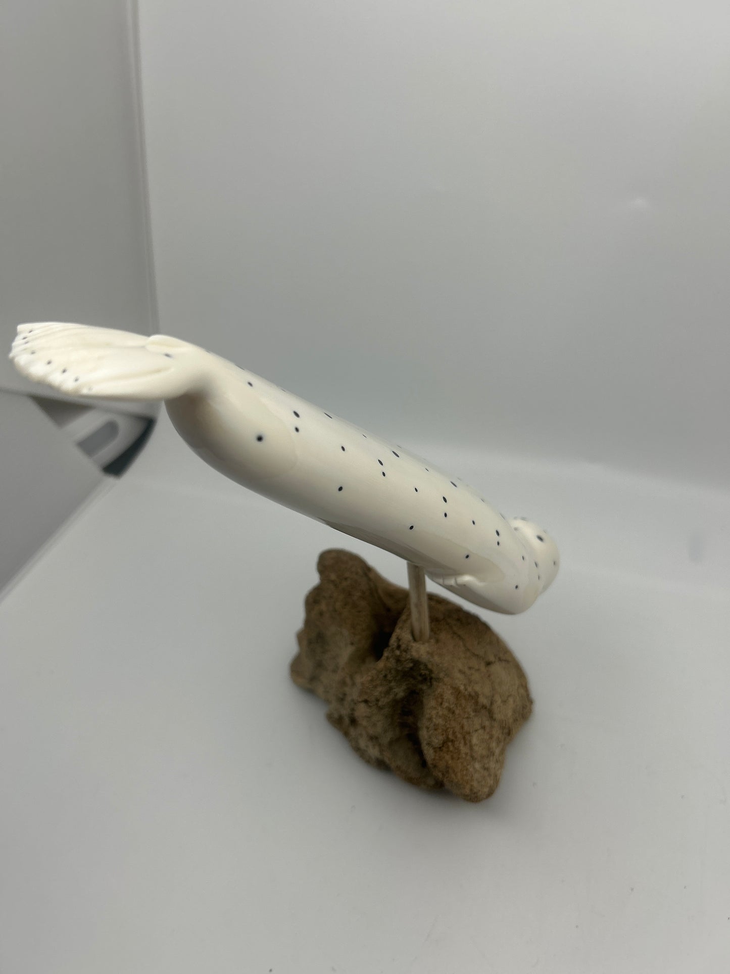 Ivory - Large Spotted Seal on Whalebone Vertebrae