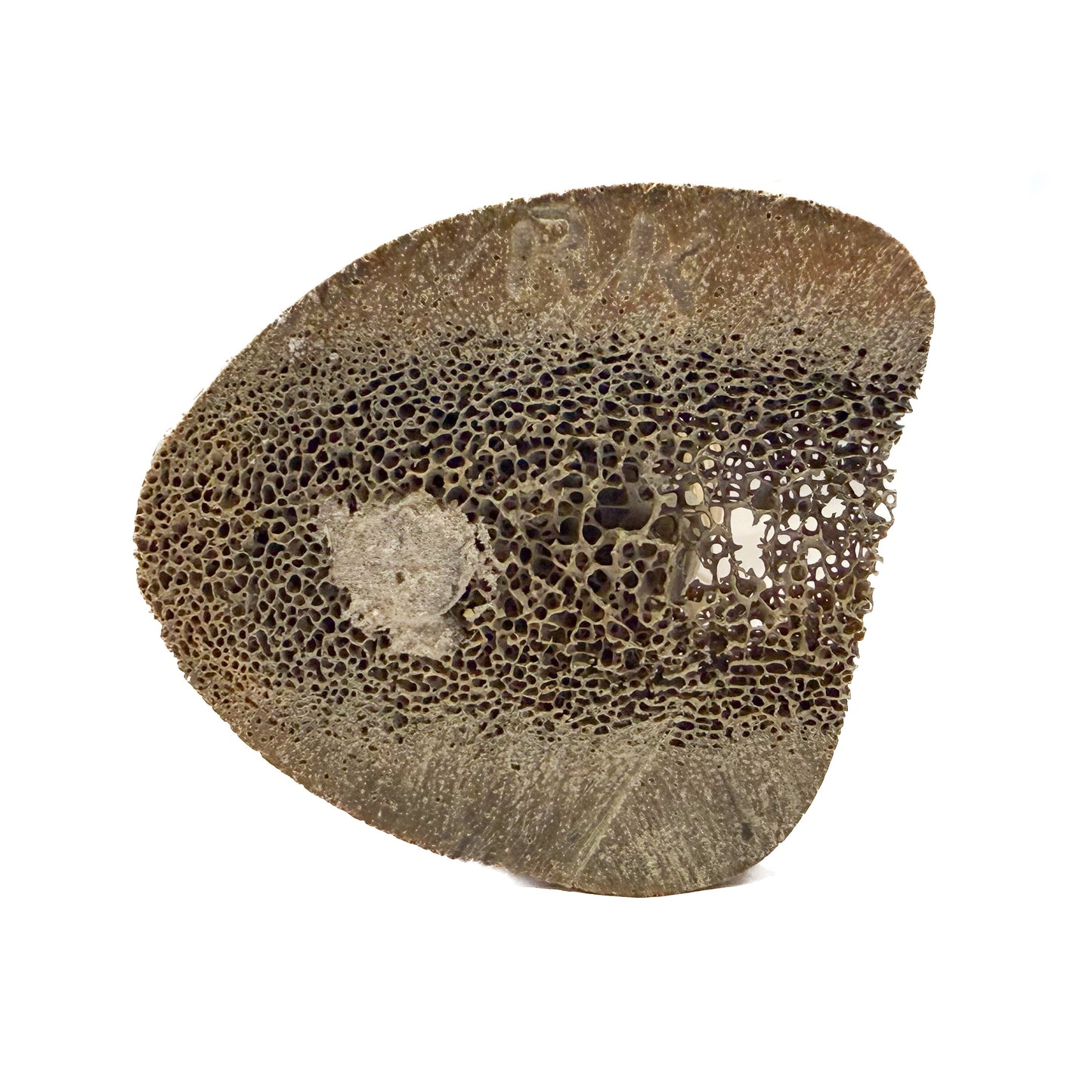 Ricky Kuzuguk - Whalebone Hunters