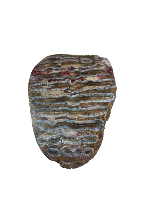 Mammoth Tooth Section