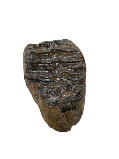 Mammoth Tooth Section