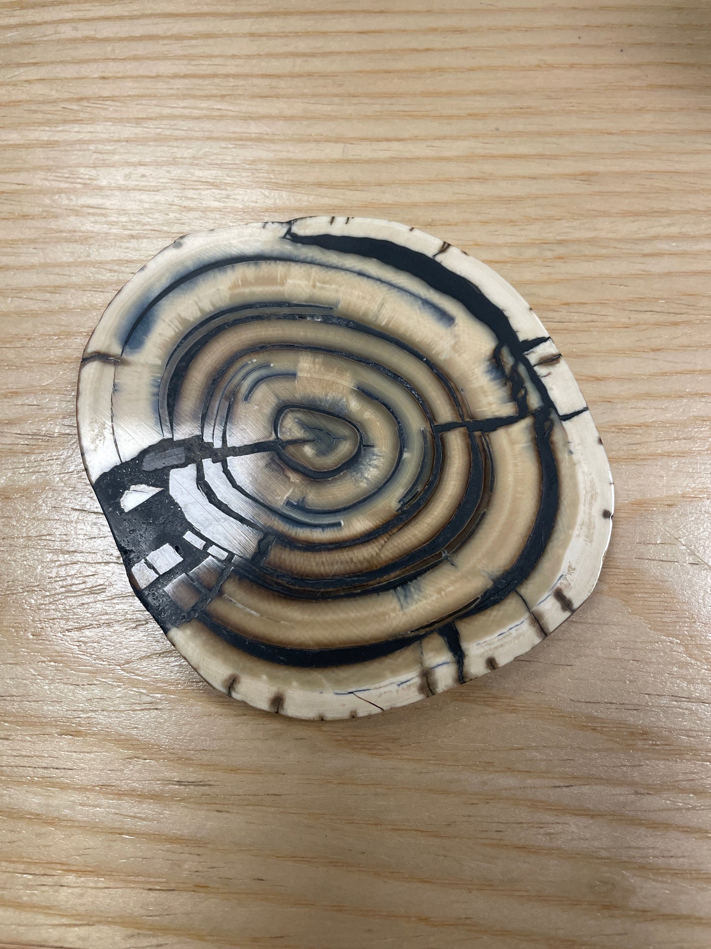 Mammoth Tusk Slice
