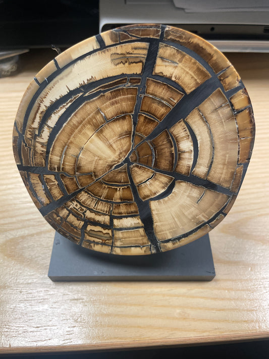 Mammoth Tusk Slice on base