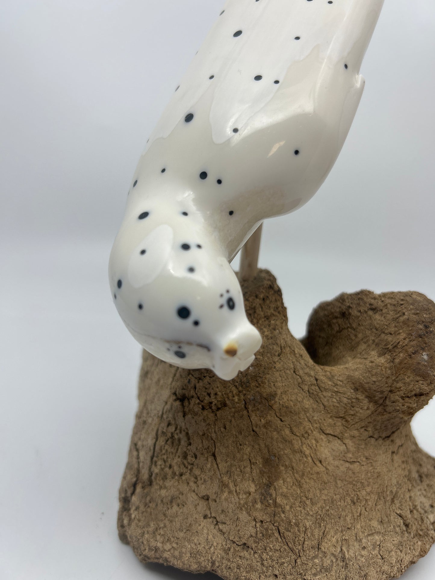 Ivory - Large Spotted Seal on Whalebone Vertebrae
