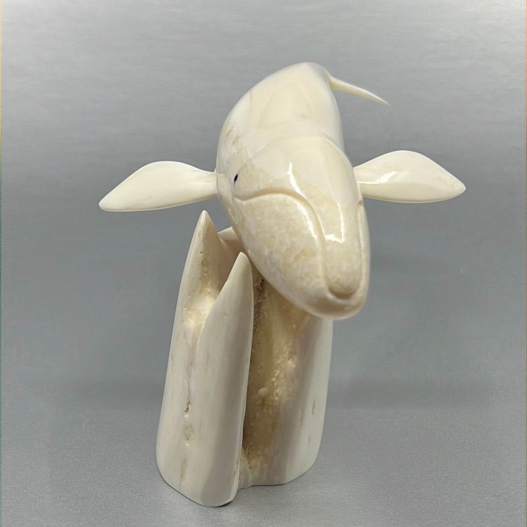 Ivory- Apangalook; Bowhead Whale, Tusk, Baleen