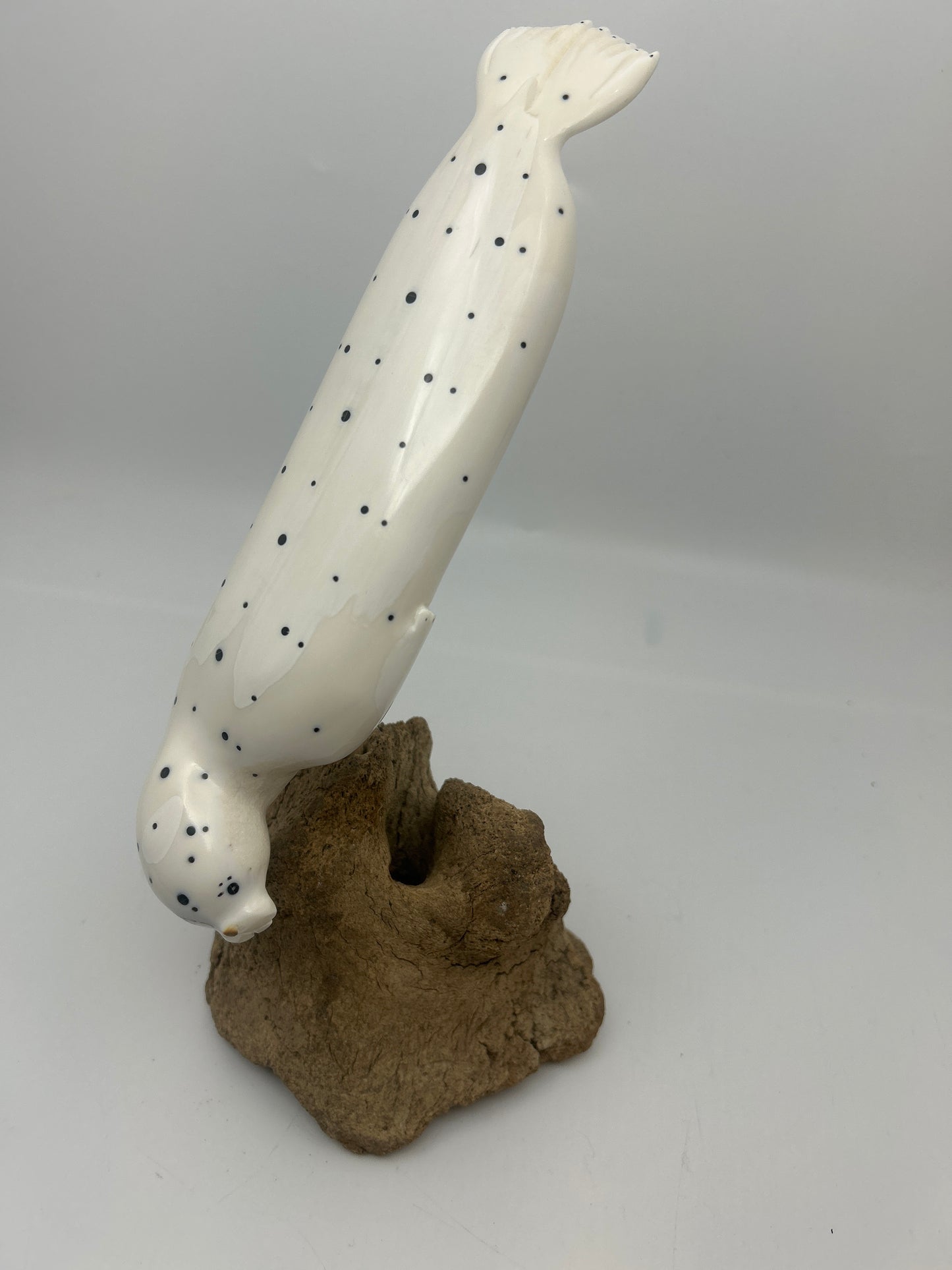 Ivory - Large Spotted Seal on Whalebone Vertebrae
