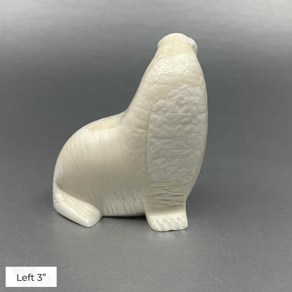 Oseuk Ivory Walrus, Various Sizes