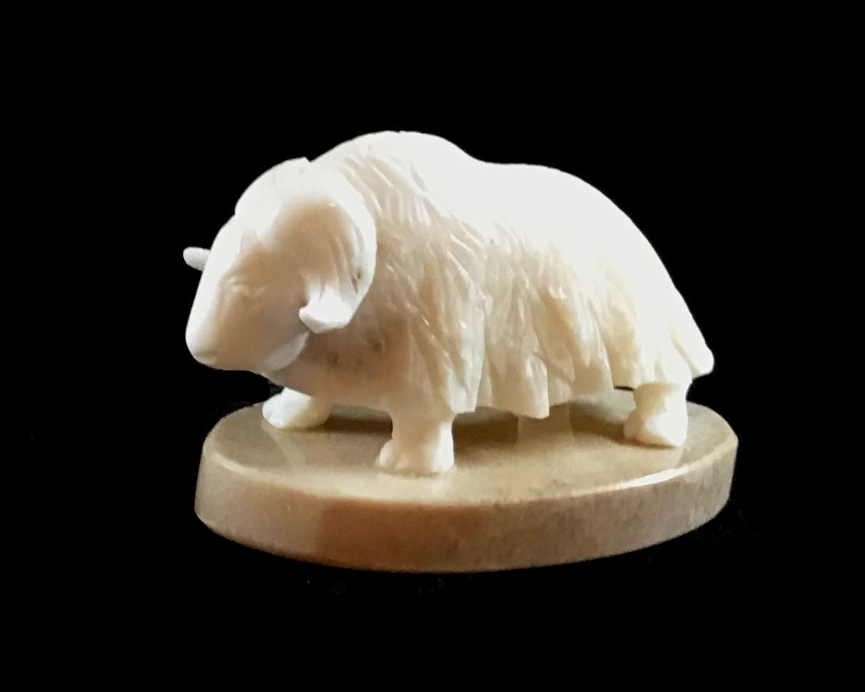 Ivory - Savage; Bone Base, Musk Ox, Various Sizes